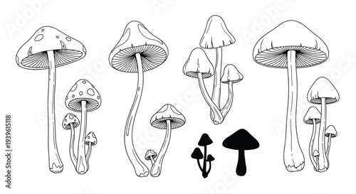 Diverse collection of various mushroom species shown in detailed line art and small black silhouettes, isolated on white background.