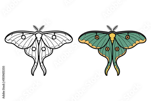"Hand drawn Luna moth vector illustration for nature and wellness logo"
