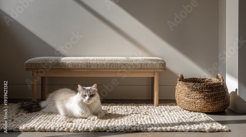 Cozy minimalist living room interior with long haired cat on chunky wool rug for interior design background and home decor marketing