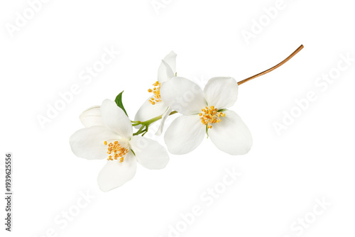 Branch with blooming jasmine flowers (Philadelphus coronarius) isolated on white background. Element for creating designs, cards, patterns, floral arrangements, frames, wedding cards and invitations.