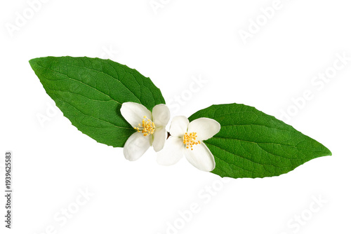 White jasmine flowers with fresh green leaves isolated on white background.  Element for creating designs, cards, patterns, floral arrangements, frames, wedding cards and invitations.