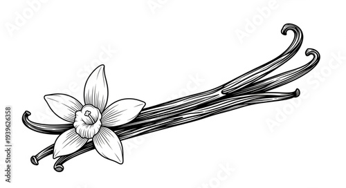 Elegant illustration of vanilla flower and pods, a symbol of flavor and aroma.