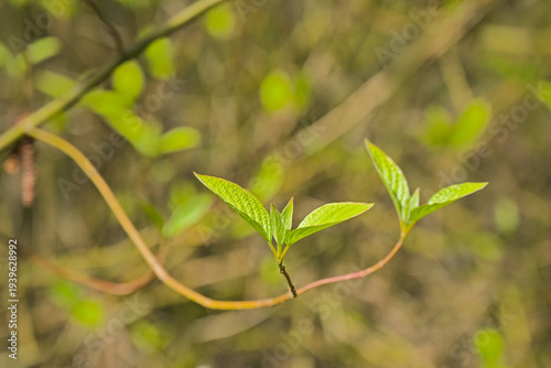 фотографія Sunny young dogwood leaves - cornus.