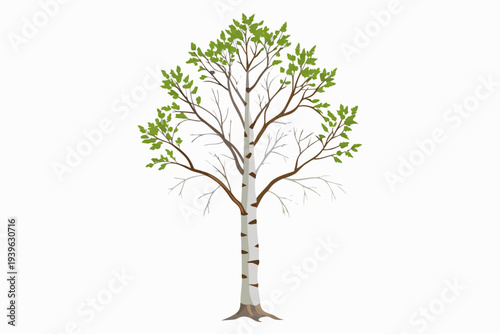 Simple illustration of birch tree with sparse leaves and branches on white background for nature and botanical design