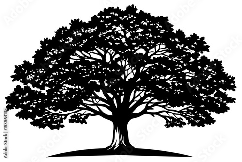 Intricate silhouette of majestic tree with expansive canopy and detailed branches on white background for nature and botanical design elements