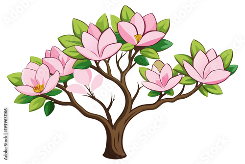 Vibrant pink magnolia tree with blooming flowers and green leaves on delicate branches against white background