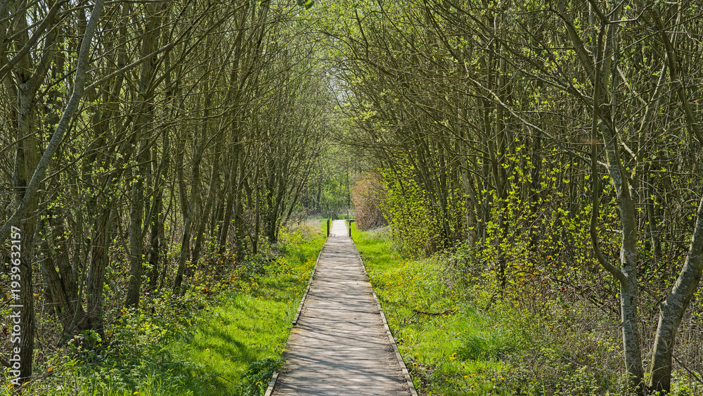 Naklejka premium Wood walkway through a sunny green spring forest in in Rosdambeek valley nature reserve, Ghent, Flanders, Belgium 