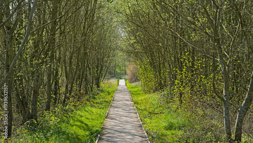 Wood walkway through a sunny green spring forest in in Rosdambeek valley nature reserve, Ghent, Flanders, Belgium 