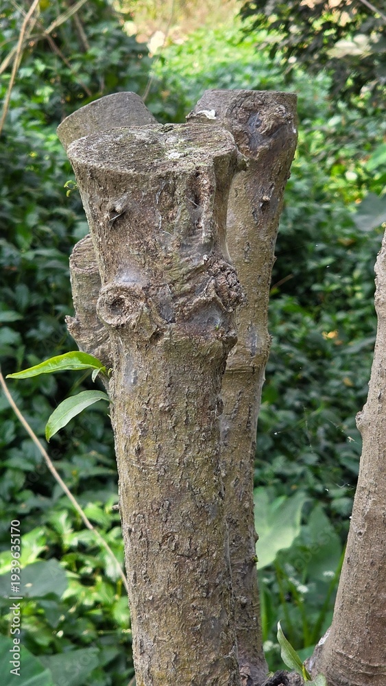 Fototapeta premium old tree trunk with a tree