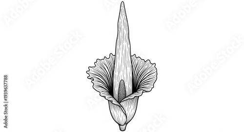 Detailed illustration of a blooming Amorphophallus konjac plant, showing intricate botanical features.