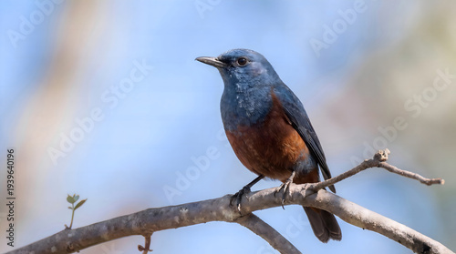 Foto Blue Rock Thrush Perched on Branch
