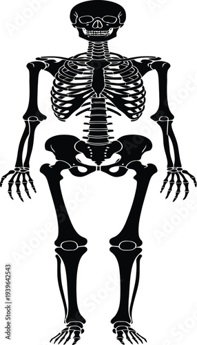 Human skeleton anatomy illustration