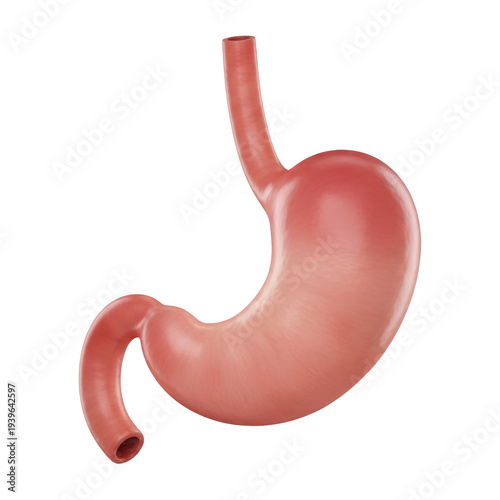 3d rendering of a human stomach isolated on transparent background