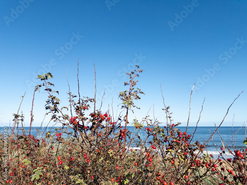 Red rosehip berries on a bush by the sea on a sunny day