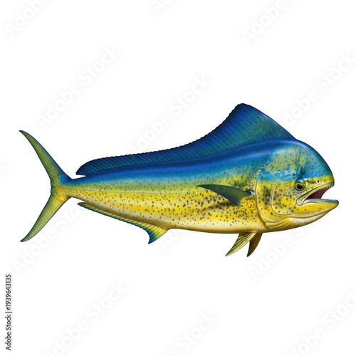 Vibrant mahi mahi fish isolated on transparent background