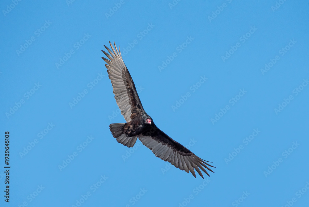 Obraz premium Turkey Vulture
