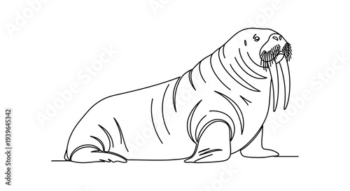 Vector line drawing of a walrus with tusks on a white background