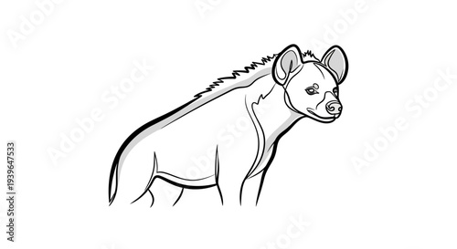 Hyena Drawing Outline Sketch Isolated White Background