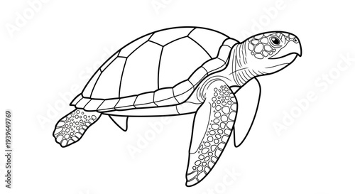 Sea Turtle Outline Drawing, Marine Animal Illustration