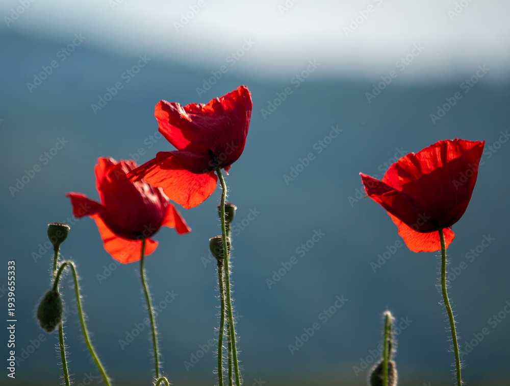 Obraz premium Red poppies in the meadow at spring with sky in the background