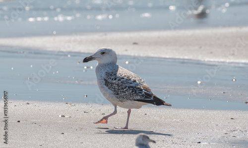 Great Black Backed Gull