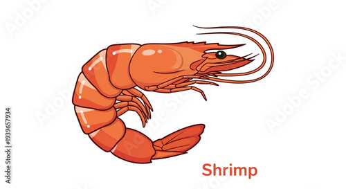 Foto Lobster and shrimp vector illustration of seafood crustaceans on white backgroun