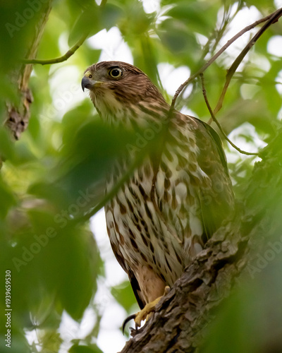 Red-tailed hawk sitting in a tree camouflaged by leaves in California