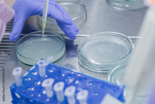 A scientist applies the studied drug preparations to a Petri dish with bacteria, studying the antagonistic effect of extracts.