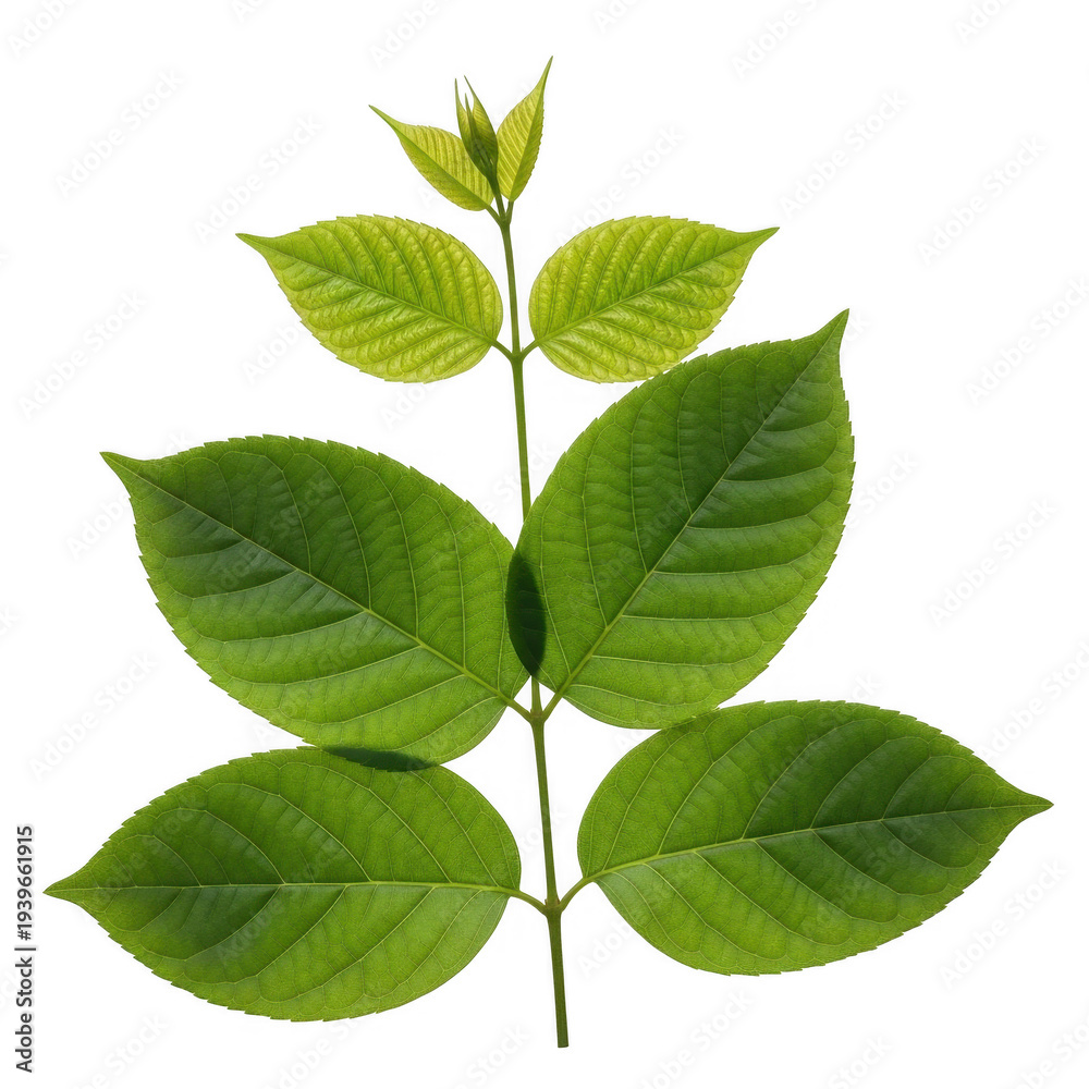 Fototapeta premium A green leafy branch with several leaves