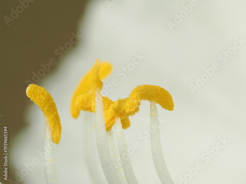Fotografie Detalle macroscópico de los órganos reproductores masculinos de una flor, donde se observan los filamentos que sostienen las anteras cargadas de polen sobre un fondo desenfocado