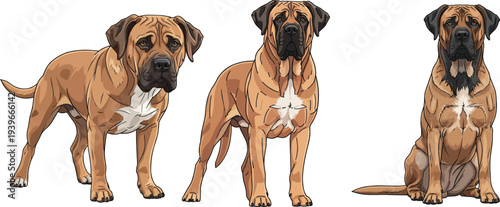 Broholmer dog standing alert focused attentive sitting pose set