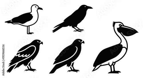 Various bird silhouettes set, black and white icons of seagull, crow, hawk, and pelican