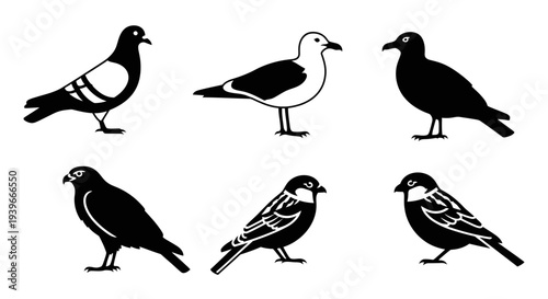 Various Bird Silhouettes Collection - Graphic Vector Set of Different Avian Species