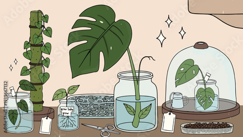 Plant propagation station illustration with monstera leaves in water jars and garden tools