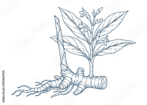 Ginger root plant vector illustration with leaves and flowers for medicinal and culinary concepts