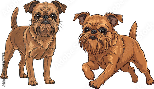 Brussels Griffon dog standing alert facing front running pose set