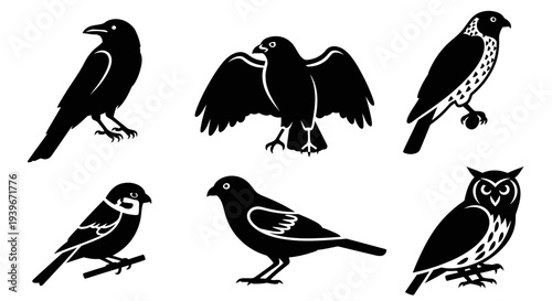 Bird Silhouettes Collection: Diverse Black Avian Vector Graphics