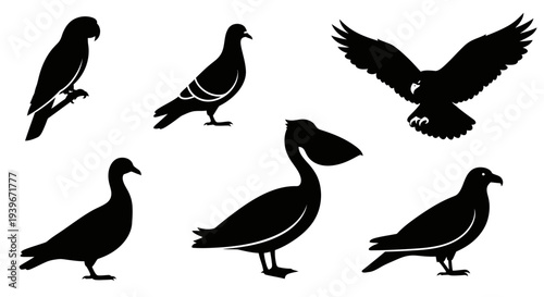 Bird Silhouettes Collection: Diverse Wildlife Icons on White Background