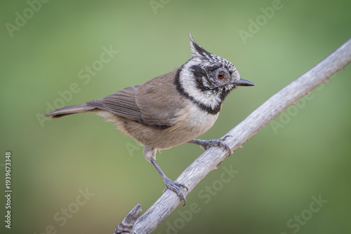 Crested blue tit with a diseased right eye, possibly due to bacteria.First detection
