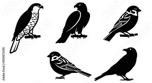 Black and white bird illustrations and silhouettes set: hawk, eagle, sparrow, and crow.