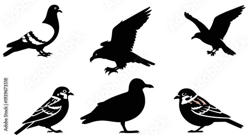 Collection of diverse bird silhouettes: pigeon, eagle, sparrow, and seagull on white background