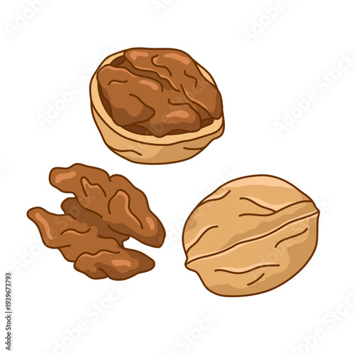 Walnuts cartoon style illustrations