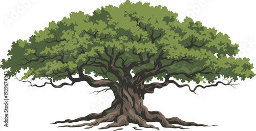 Majestic ancient oak tree illustration, large spreading branches, detailed green foliage canopy, nature landscape botanical vector artwork