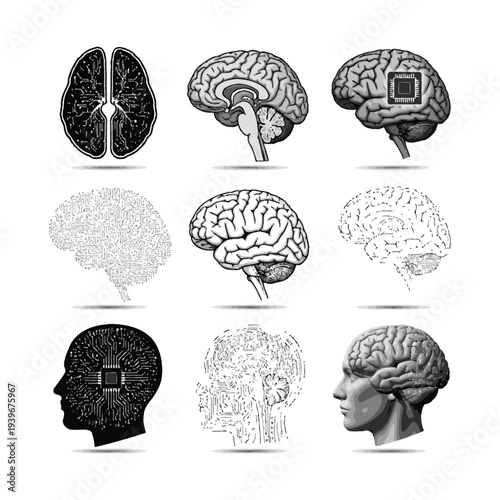 Collection of vectors depicting various views and details of the human brain