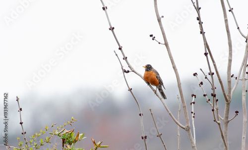 American Robin