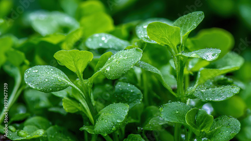 Wallpaper Mural Fresh green leaves covered in dew after rain Torontodigital.ca