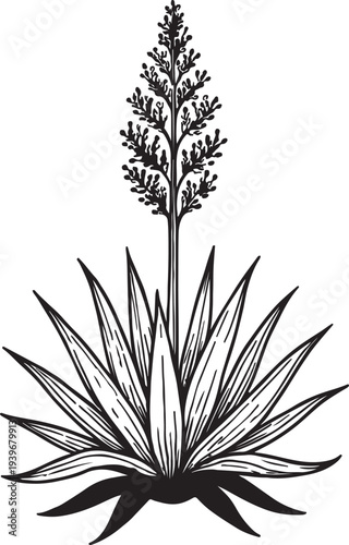 Detailed Silhouette Illustration of an Agave Plant with Tall Flower Stalk