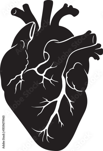 Black Silhouette of a Realistic Human Heart with Veins