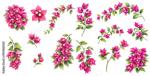Cuadro en lienzo A charming watercolor collection of bougainvillea flowers with tropical leaves and branches for botanical floral illustrations and summer garden design