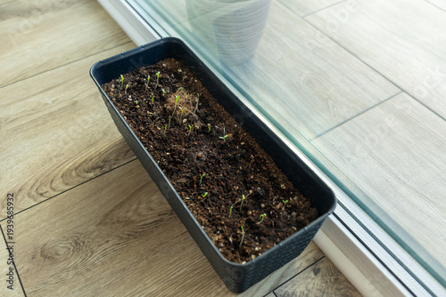 Obraz na plátně Indoor seed starting setup for spring gardening for seedlings and herbs